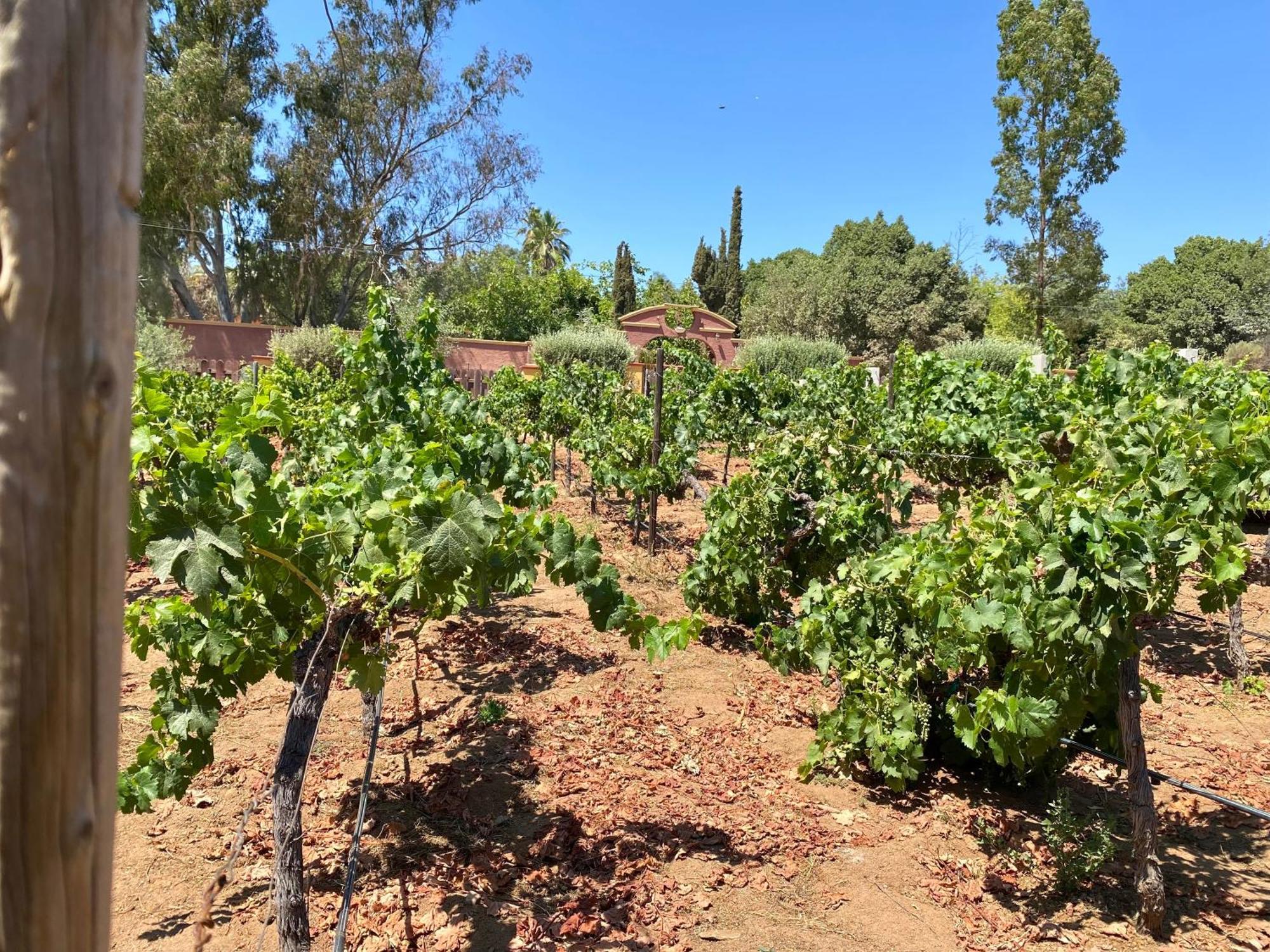 Tierra Mia Hacienda Ruta Del Vino Hotel Valle de Guadalupe Exterior foto